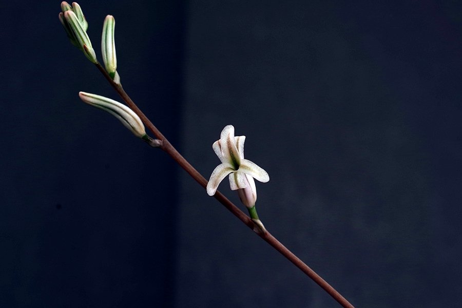 IMGP4151.JPG : 다육이 꽃,,,,