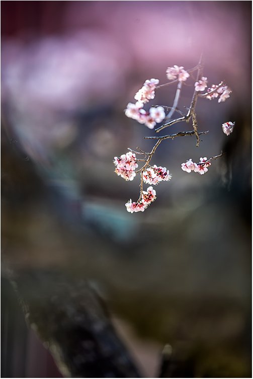 통도사-2-Web.jpg : 봄소풍-1