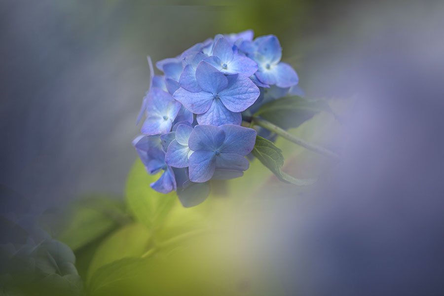 HVhh9A6888.jpg : 수국