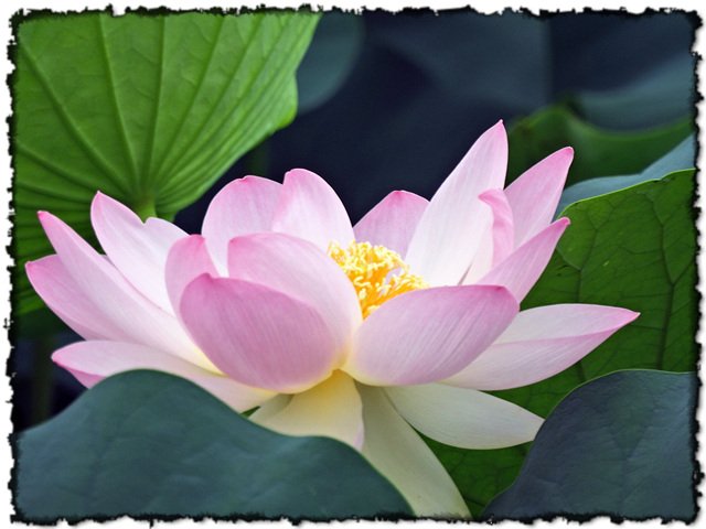 DSCN5138.jpg : 7월정모