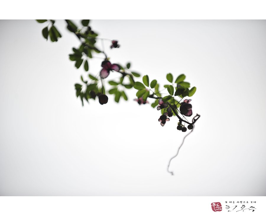 _DSC3154.jpg : 으름꽃2