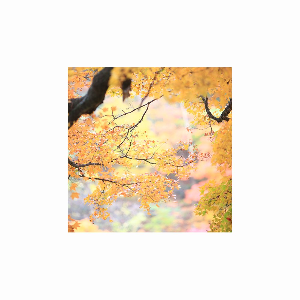 IMG_4755-1.jpg : 가을연가...