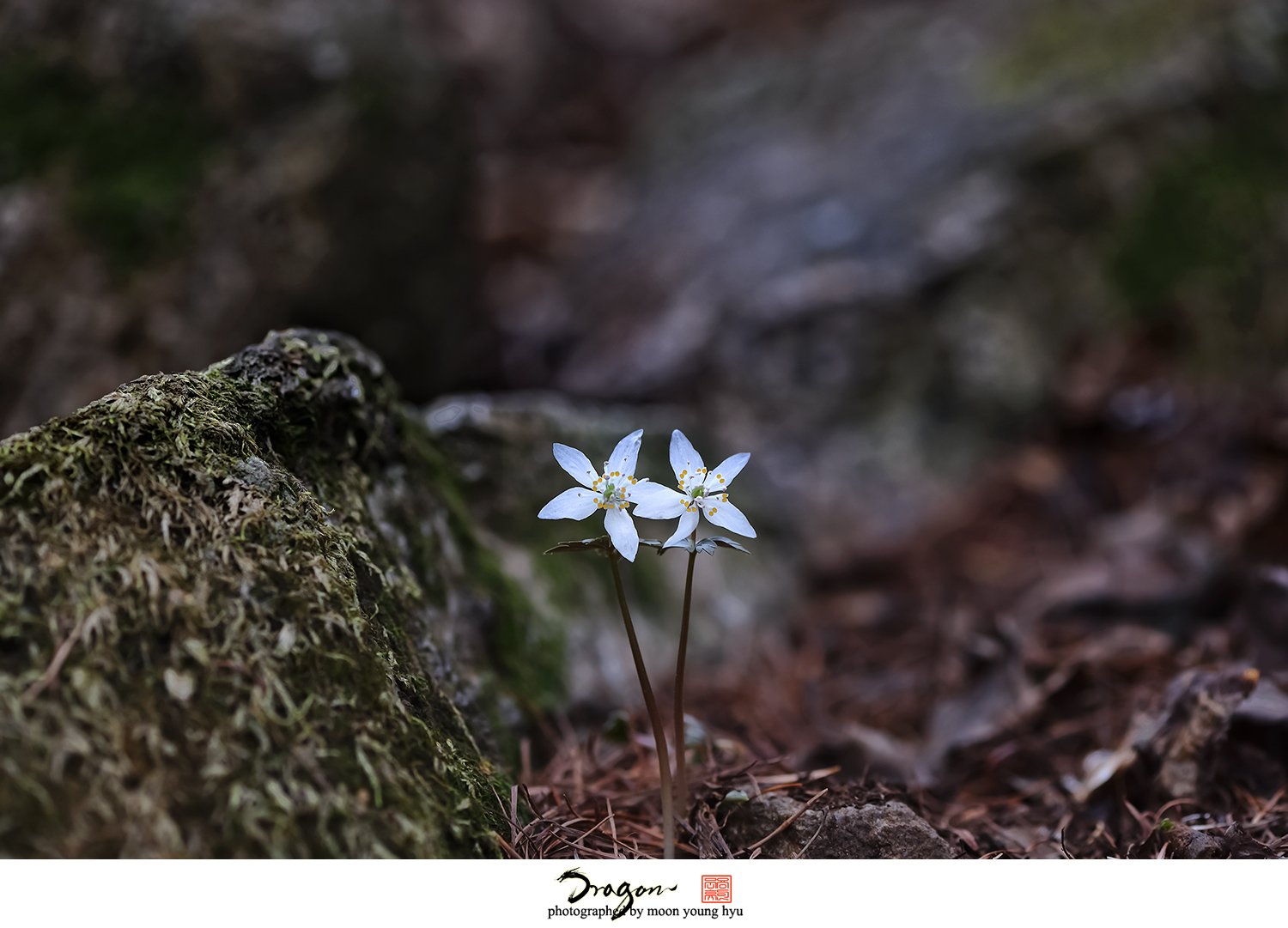 2-DSC_6345.jpg : 자매, 형제, 부부?