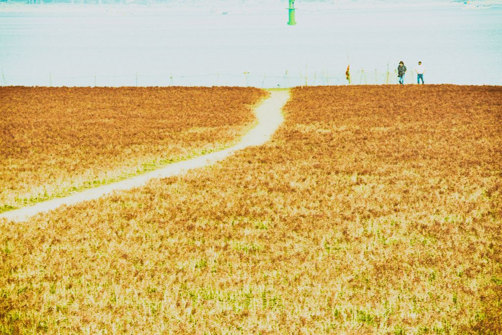 IMG_5357-20200930.jpg : 칠면초