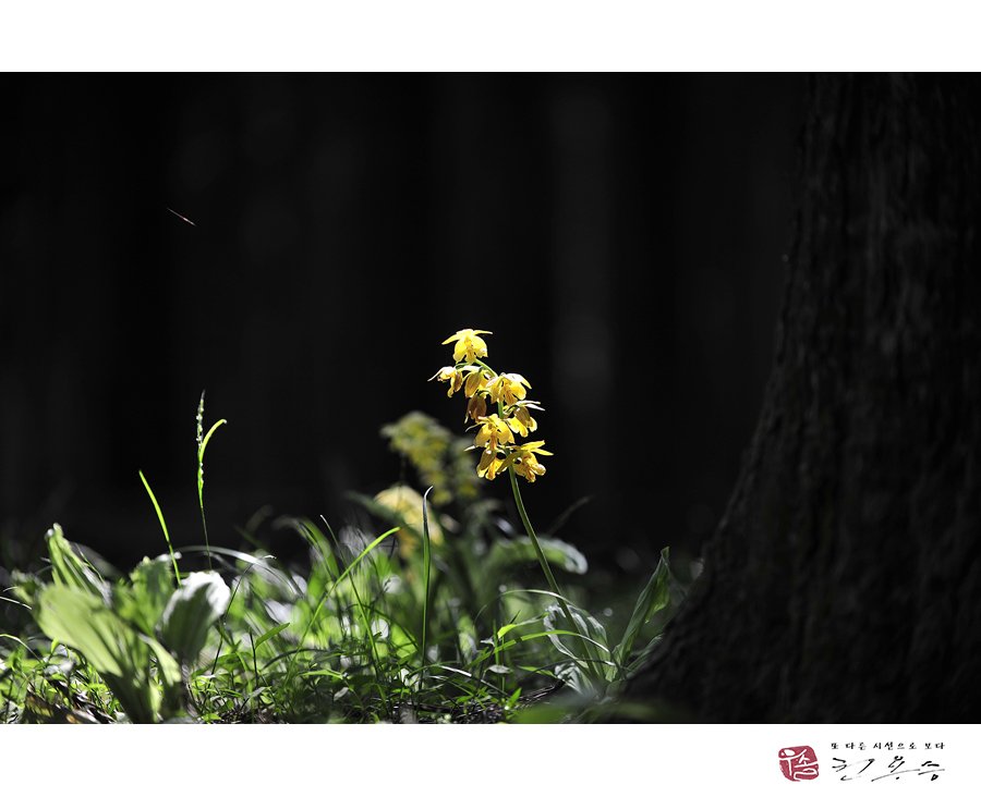 _DSC4299.jpg : 금새우란 _DSC4299.jpg : 금새우란