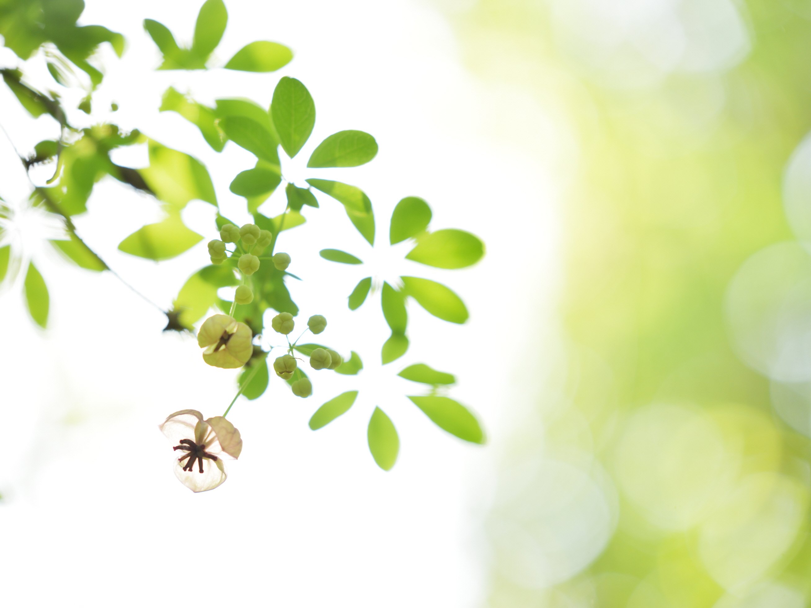 꾸미기_수정_1_DSC_1528.jpg : #으름덩굴 #광덕산