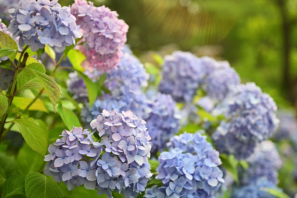 _DSC5279_00001.jpg : 물향기 수목원 수국 소식