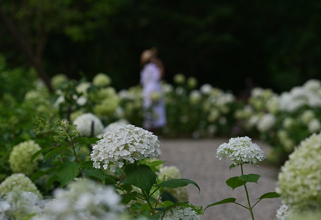 _DSC5228_00001.jpg : 물향기 수목원 수국 소식