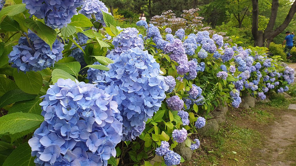 20200704_174418.jpg : 물향기 수목원 수국 소식