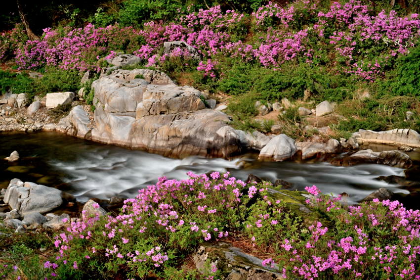 수달래.jpg : 봄의 향기