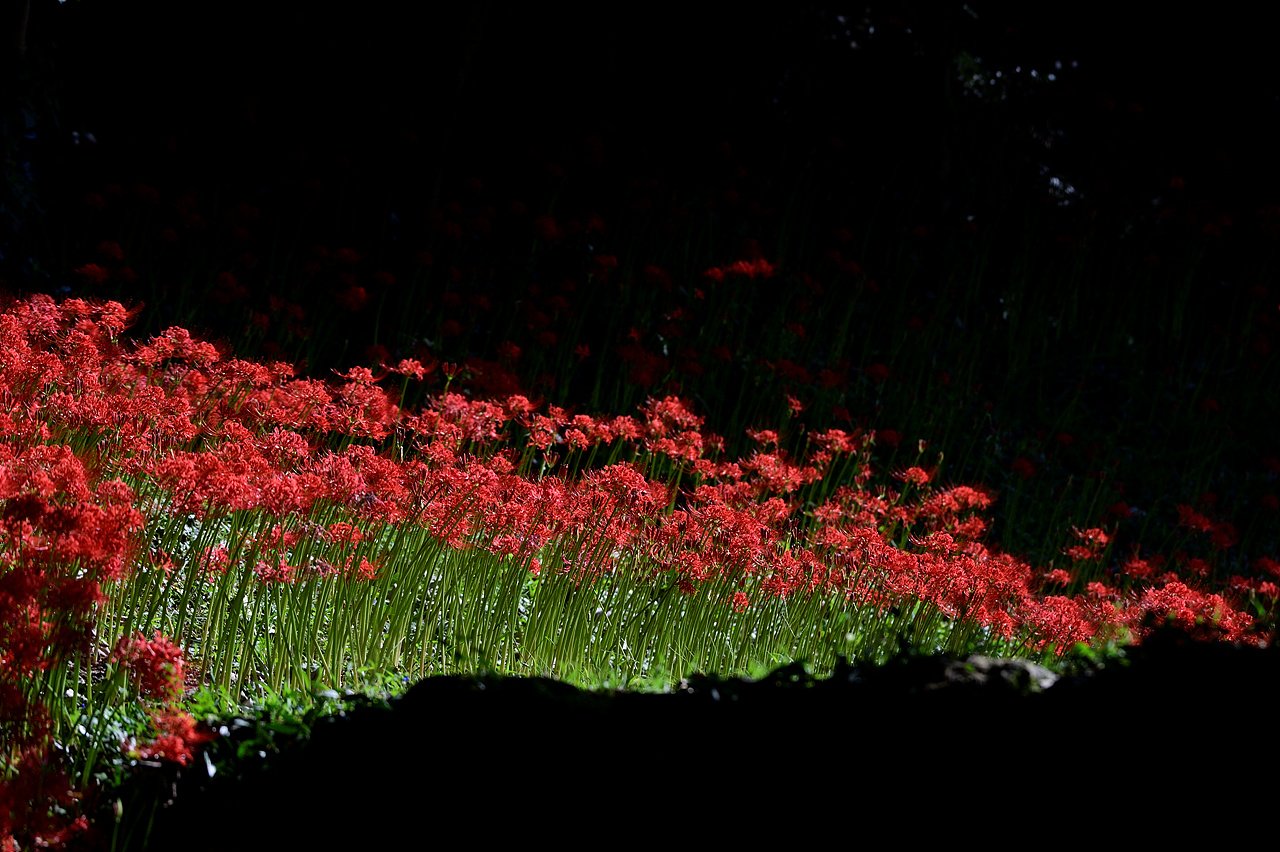 _DSC0787.jpg : 추억소환