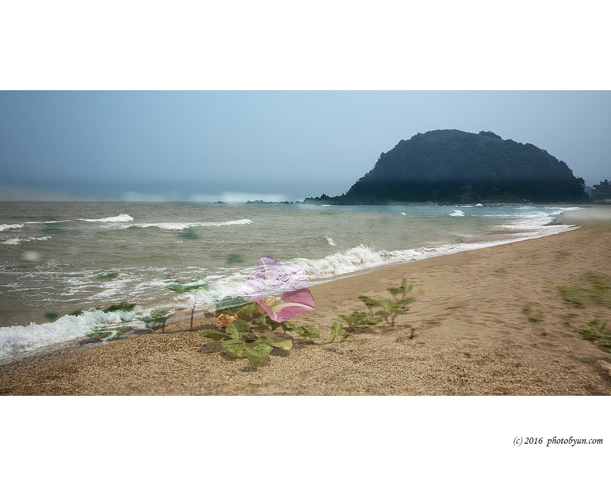 Q23C3778.jpg : 갯메꽃