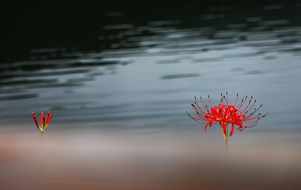 IMG_8048-1.JPG : 가을을 눈에 담던 화려했던 그날...