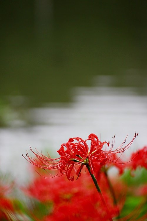 IMG_8022-1.JPG : 가을을 눈에 담던 화려했던 그날...