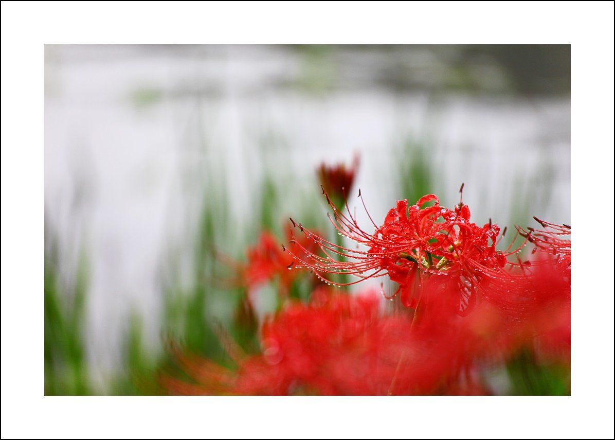 IMG_8019-1.JPG : 가을을 눈에 담던 화려했던 그날...