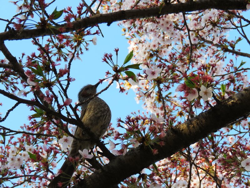 IMG_6267.JPG : 직박구리와 벗꽃