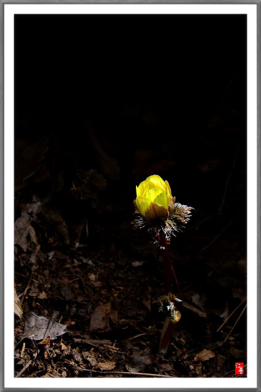 17-03-18-10-01-22-825_deco.jpg : 토종 복수초