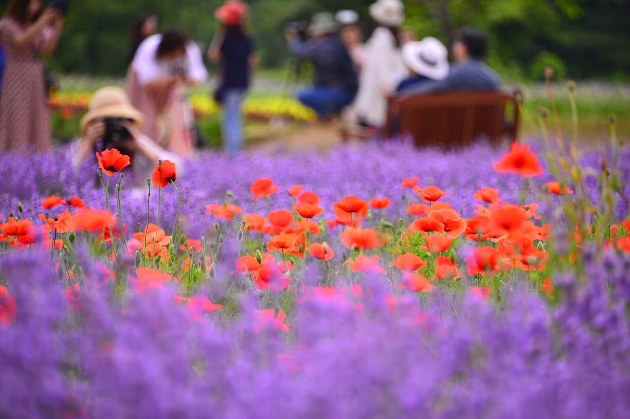 BandPhoto_13829409315.jpg : 고성 라벤더