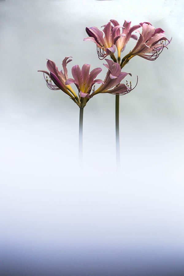 HVxx9A9910.jpg : 불갑사상사화