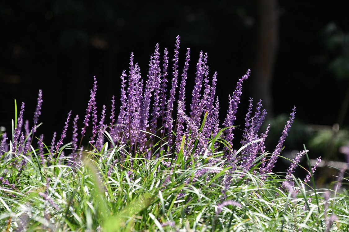 DSC_6754.jpg : 여름꽃 (해바라기 백일홍 맥문동)