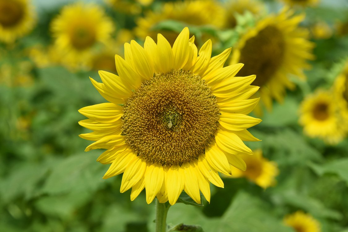 DSC_6645.jpg : 여름꽃 (해바라기 백일홍 맥문동)