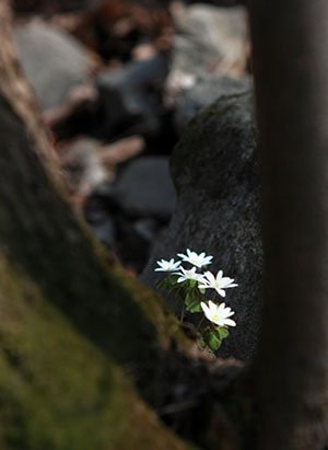 IMG_0352-.jpg : 야생화