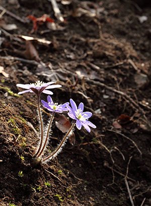 IMG_0465-.jpg : 야생화