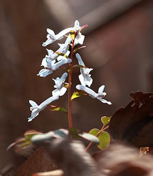 IMG_0150-.jpg : 야생화
