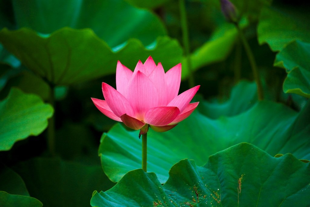 5K5A7819-20200626.jpg : 시민농장