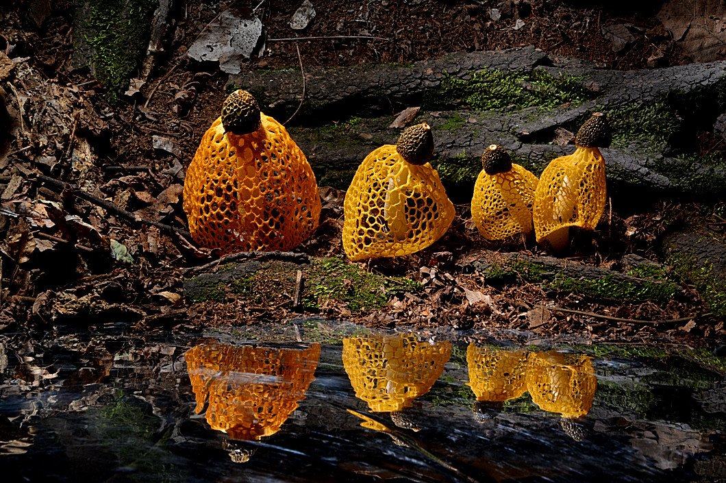 DSC_4925.JPG : 노랑 망태버섯_2