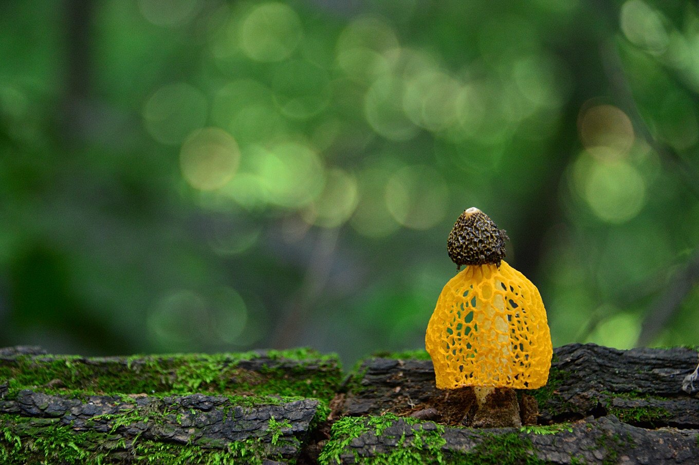 DSC_4892.JPG : 노랑 망태버섯_2