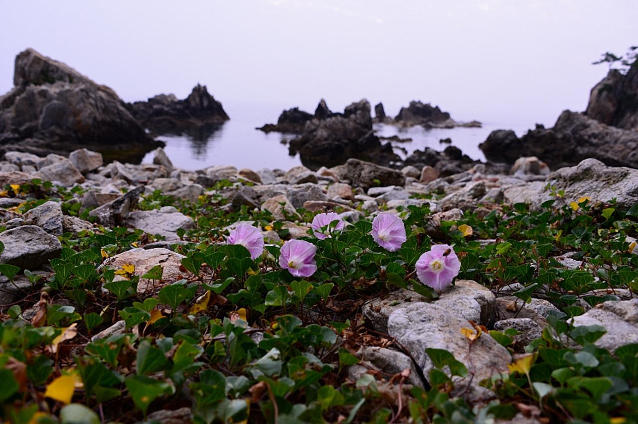 BandPhoto_6315623755.jpg : 삼척 해신당 갯매꽃