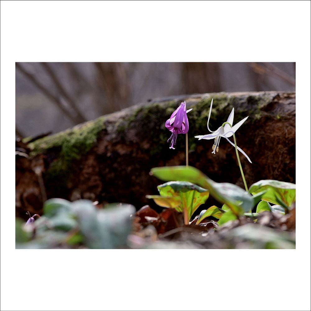 크기변환_DSC_6511.jpg : 널 만난 건 행운이야~