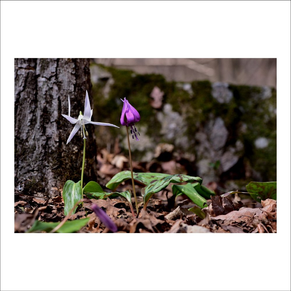 크기변환_DSC_6513.jpg : 널 만난 건 행운이야~