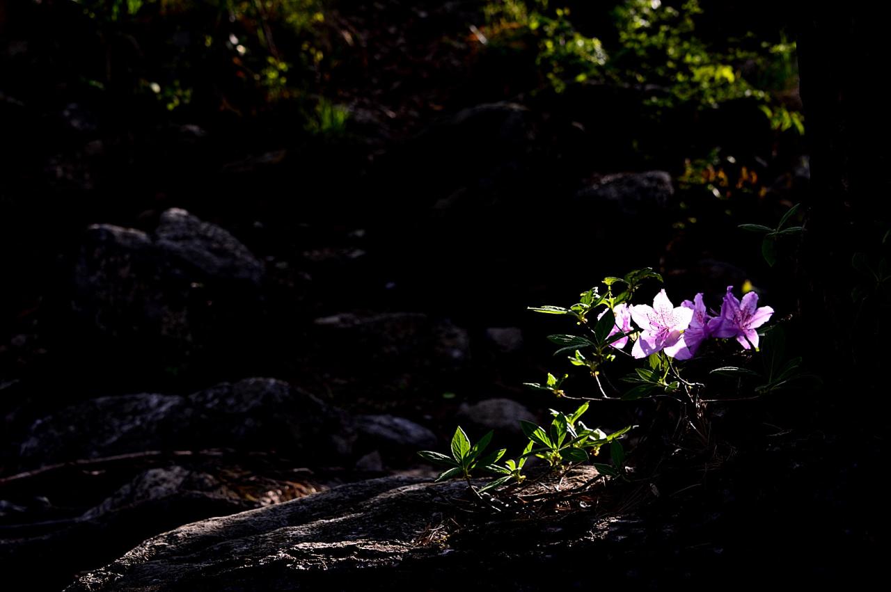 BandPhoto_5848267577.jpg : 거창 수달래