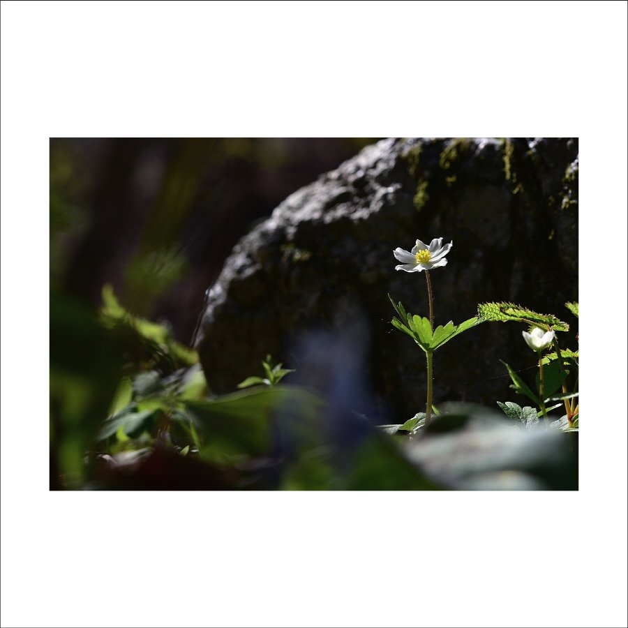 크기변환_DSC_7399.jpg : 홀아비바람꽃