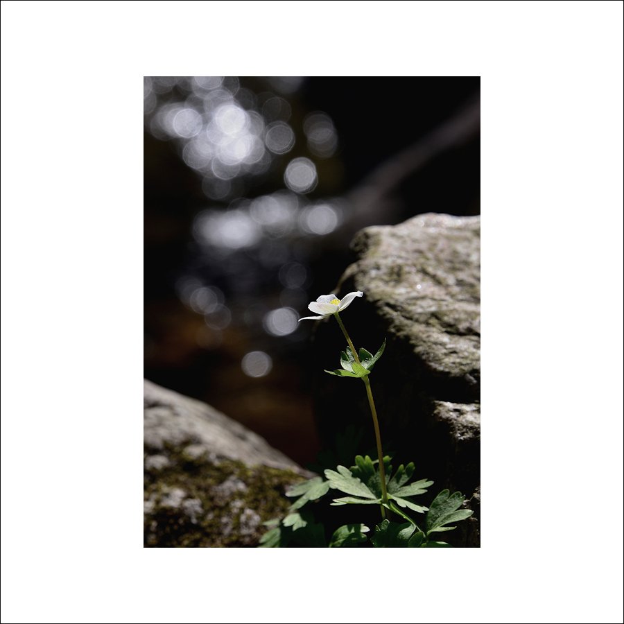 크기변환_DSC_7437.jpg : 홀아비바람꽃