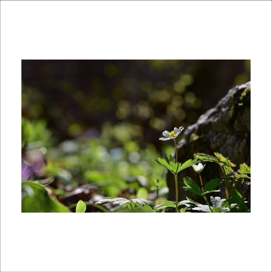 크기변환_DSC_7396-0.jpg : 홀아비바람꽃