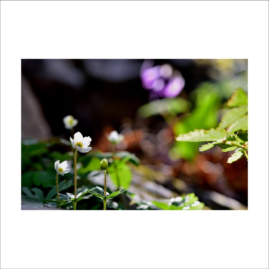 크기변환_DSC_7376.jpg : 홀아비바람꽃