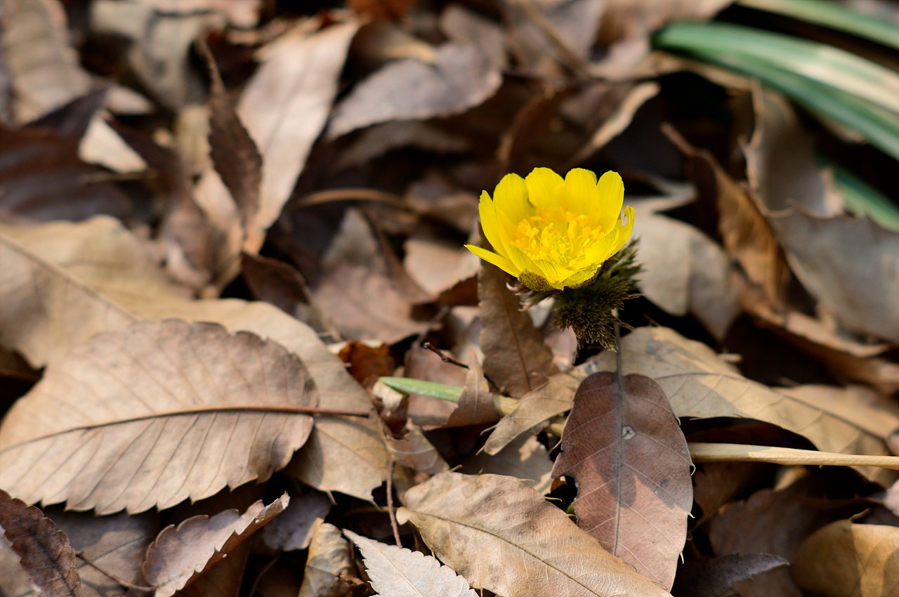 _DSC2410.jpg : 설강화