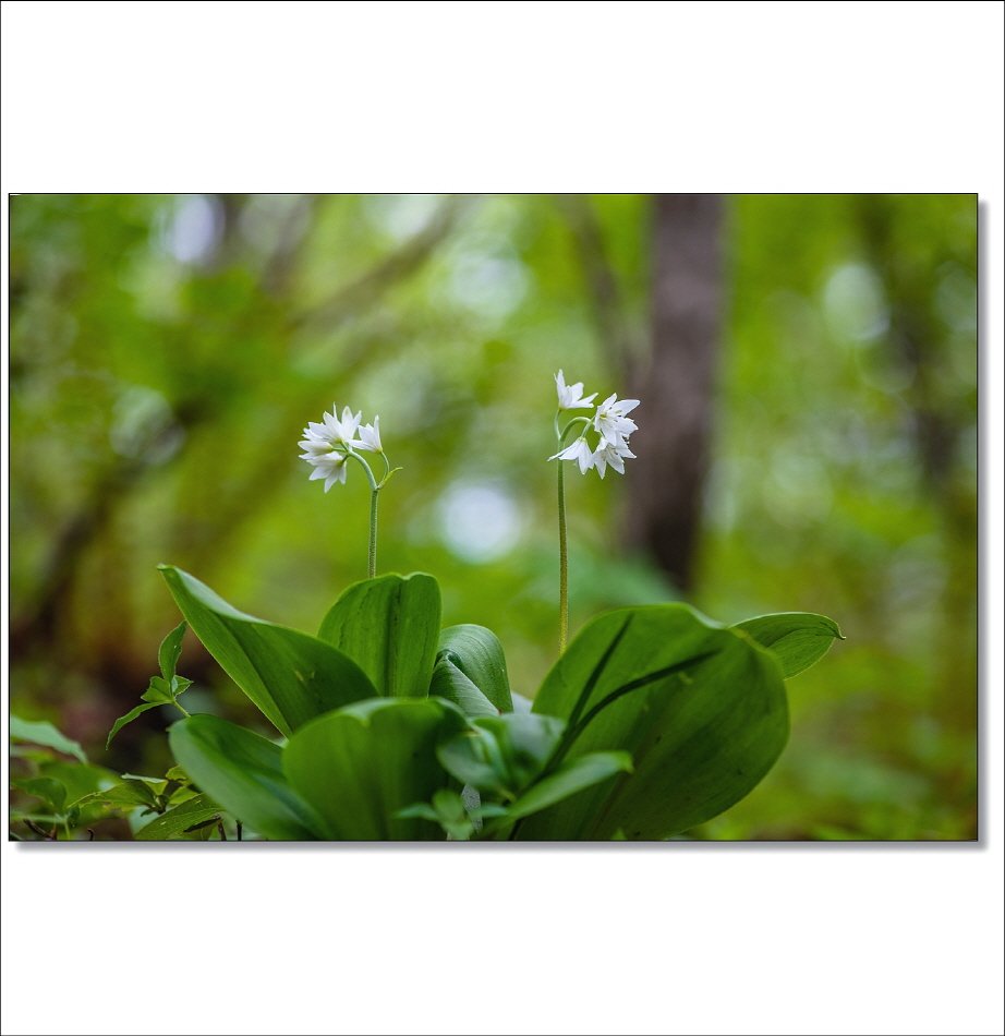 [R]DSC_3735.jpg : 야생화 : 나도옥잠화