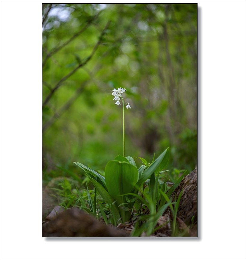 DSC_3773.jpg : 야생화 : 나도옥잠화 DSC_3773.jpg : 야생화 : 나도옥잠화