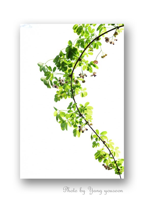 20160425 광덕산 으름덩굴 4.jpg : 으름덩굴