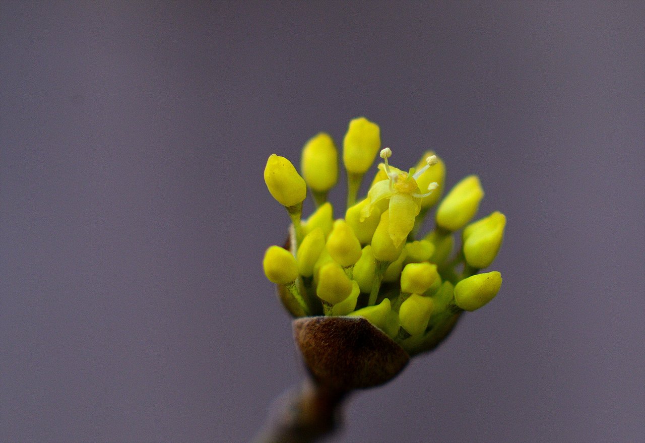 _DSC2611_01.jpg : 저도 매화 산수유 들여다 보기