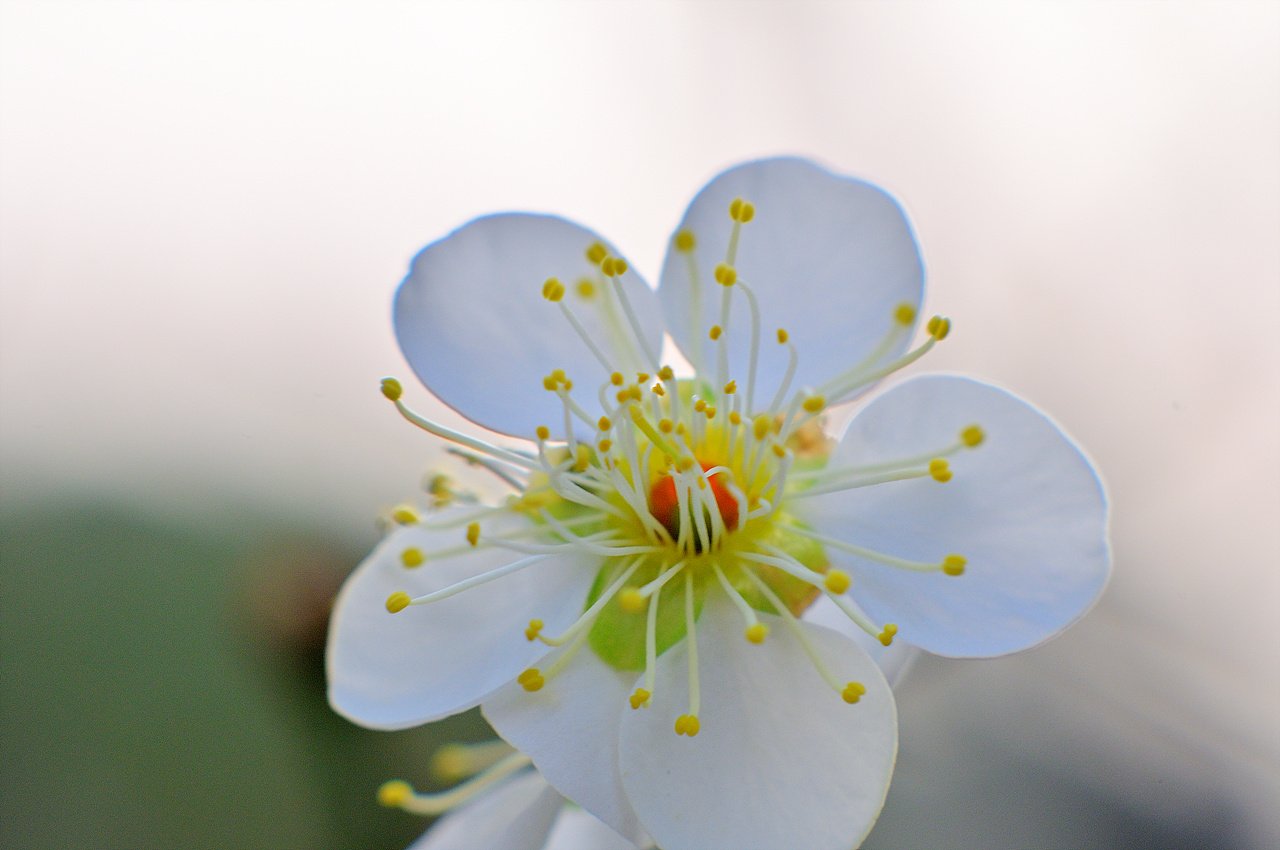 _DSC2629_01.jpg : 저도 매화 산수유 들여다 보기