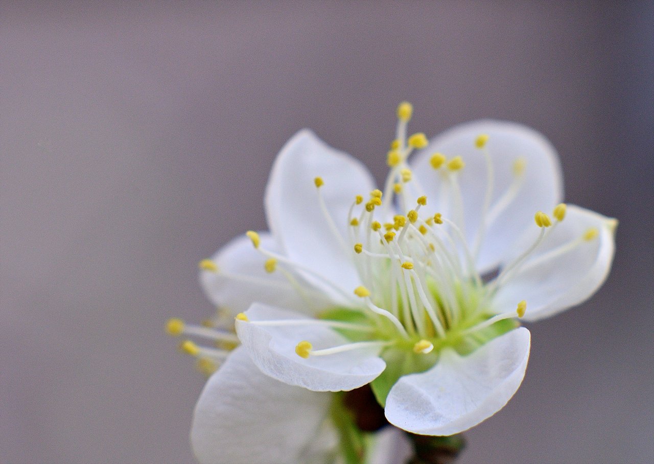 _DSC2620.jpg : 저도 매화 산수유 들여다 보기