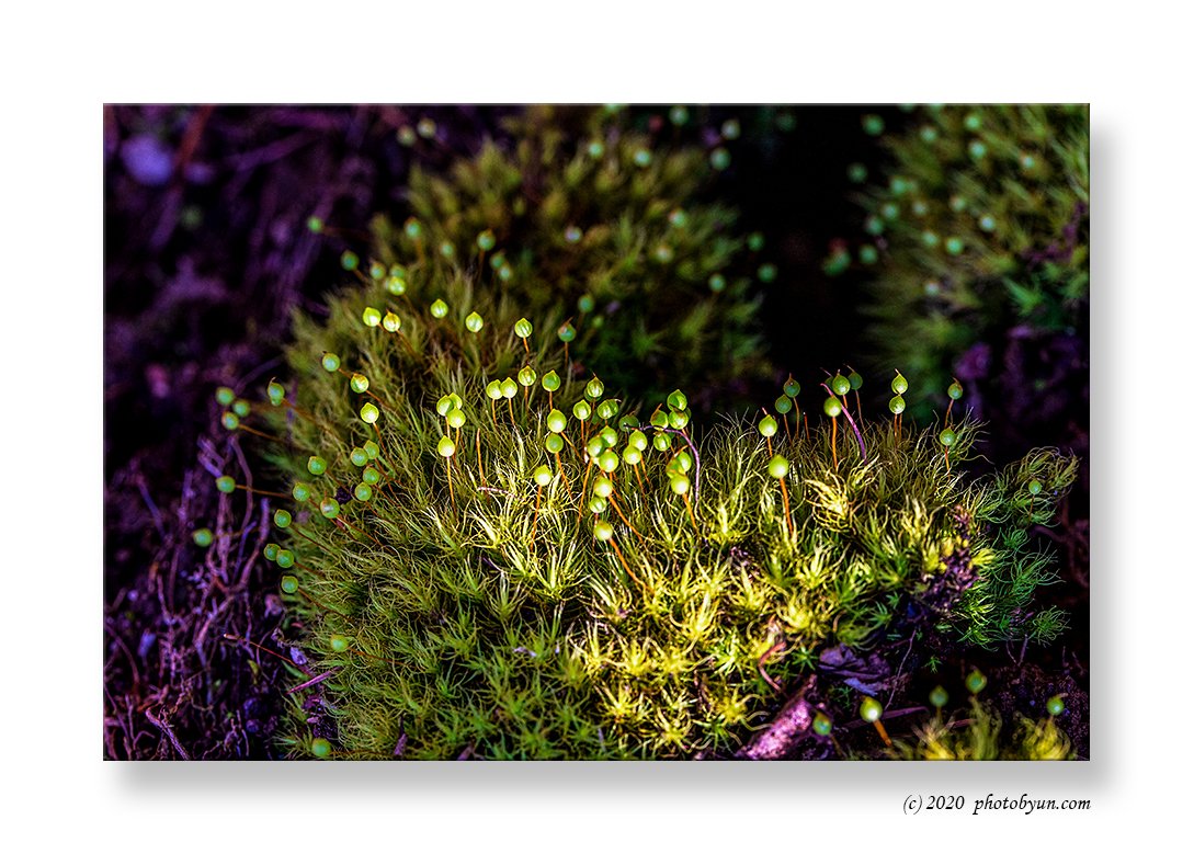 649A4908-편집-편집.jpg : 구술이끼