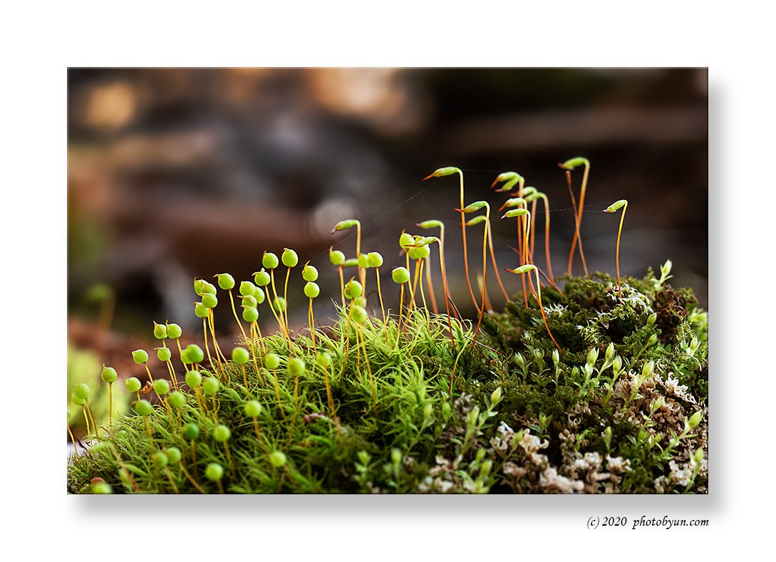 649A4940-편집-편집.jpg : 구술이끼