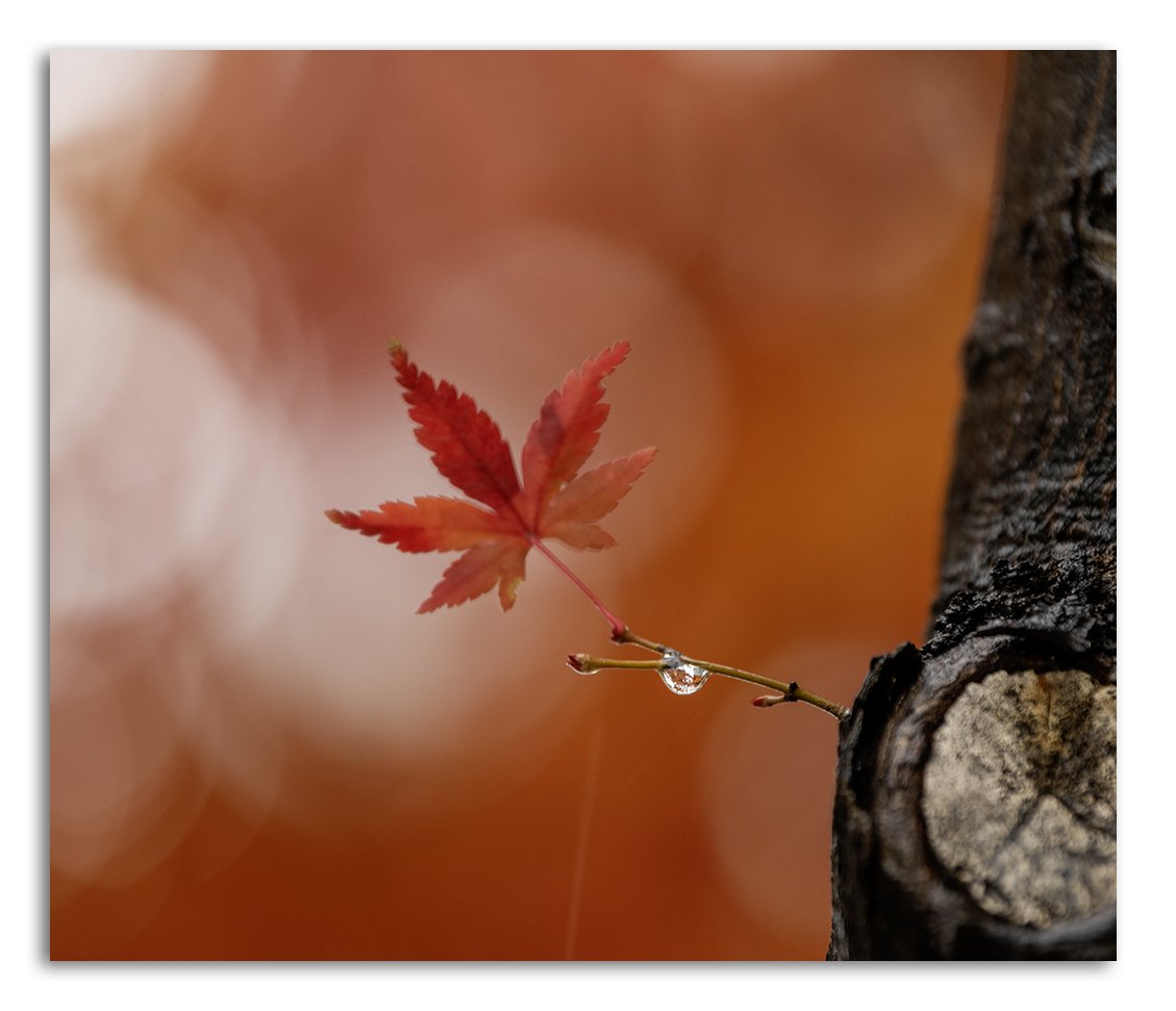 DSC_7568 복사.jpg : 가을애상