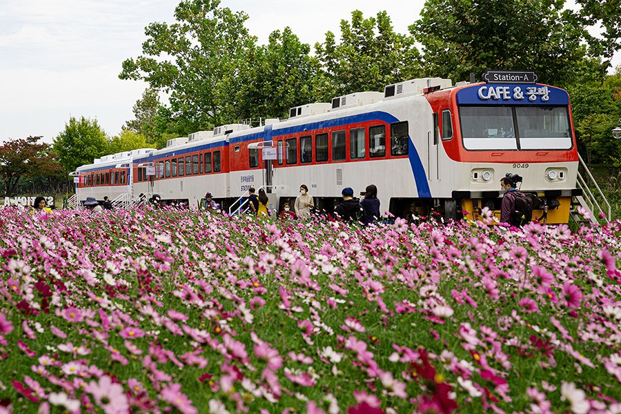 D55A0168-4.jpg : 코스모스